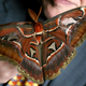 Illustration for article titled David Attenborough looks tiny beside the worlds biggest moth